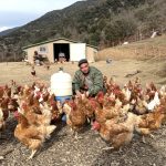 سپین میں برڈ فلو کے باعث تمام فری رینج پولٹری فارم بند کرنے کا حکم