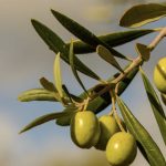 ہسپانوی زیتون پہلی بار ناروے کے عالمی بیج بینک میں محفوظ کیا جا رہا ہے