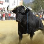 بیاس دے سیگورا کے سان مارکوس میلے میں بیل کے حملے سے نوجوان زخمی، ہیلی کاپٹر کے ذریعے ہسپتال منتقل